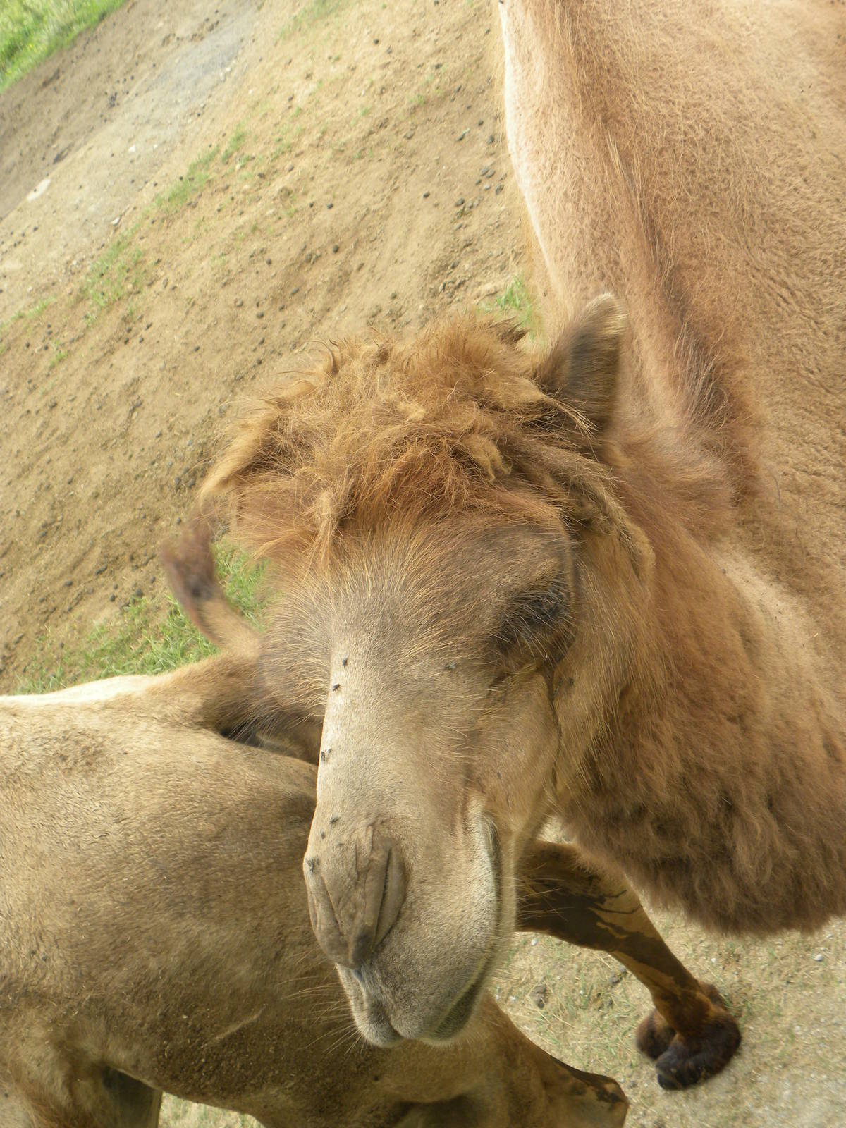 Camel