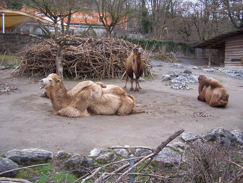 Camel