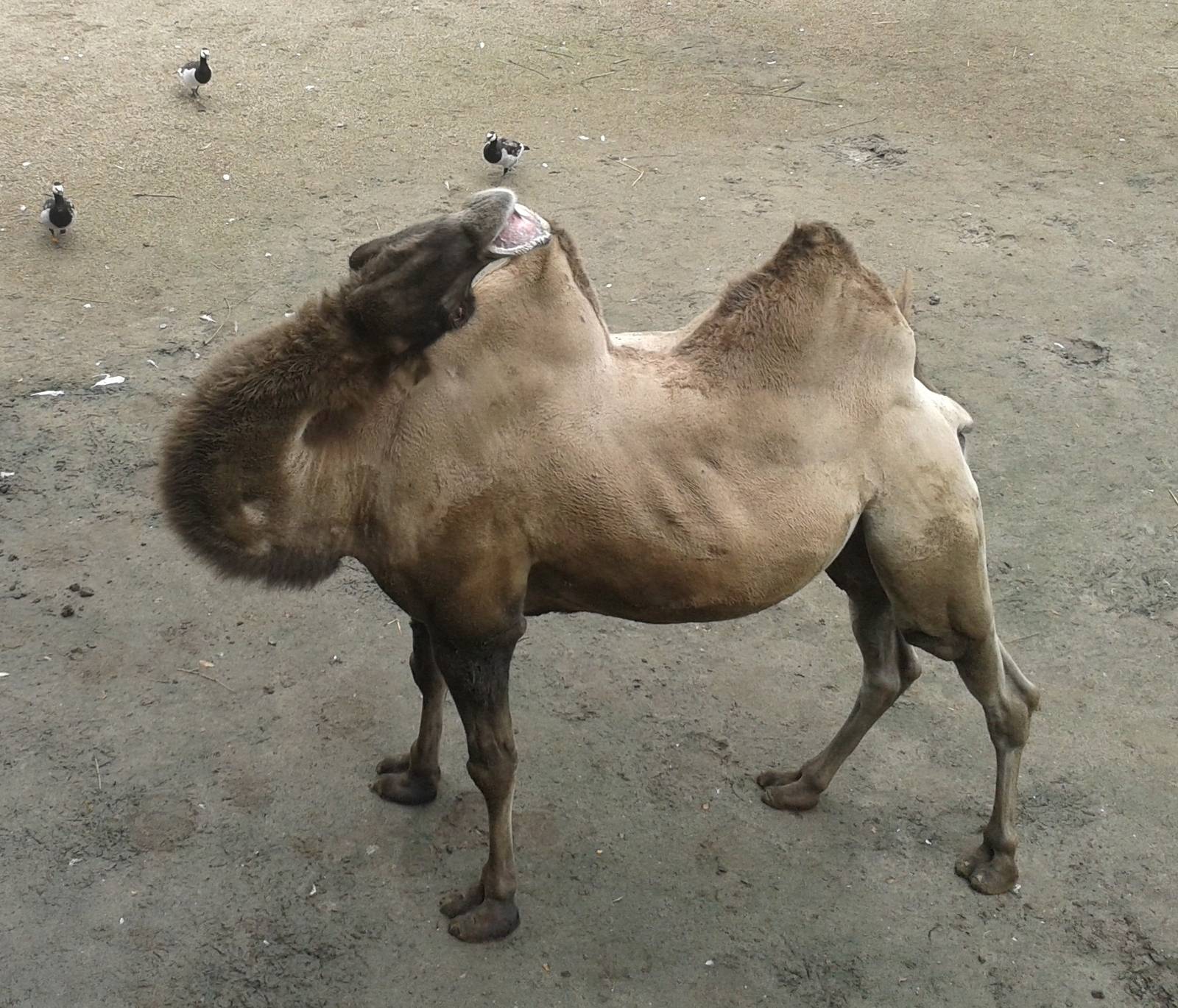 Camel