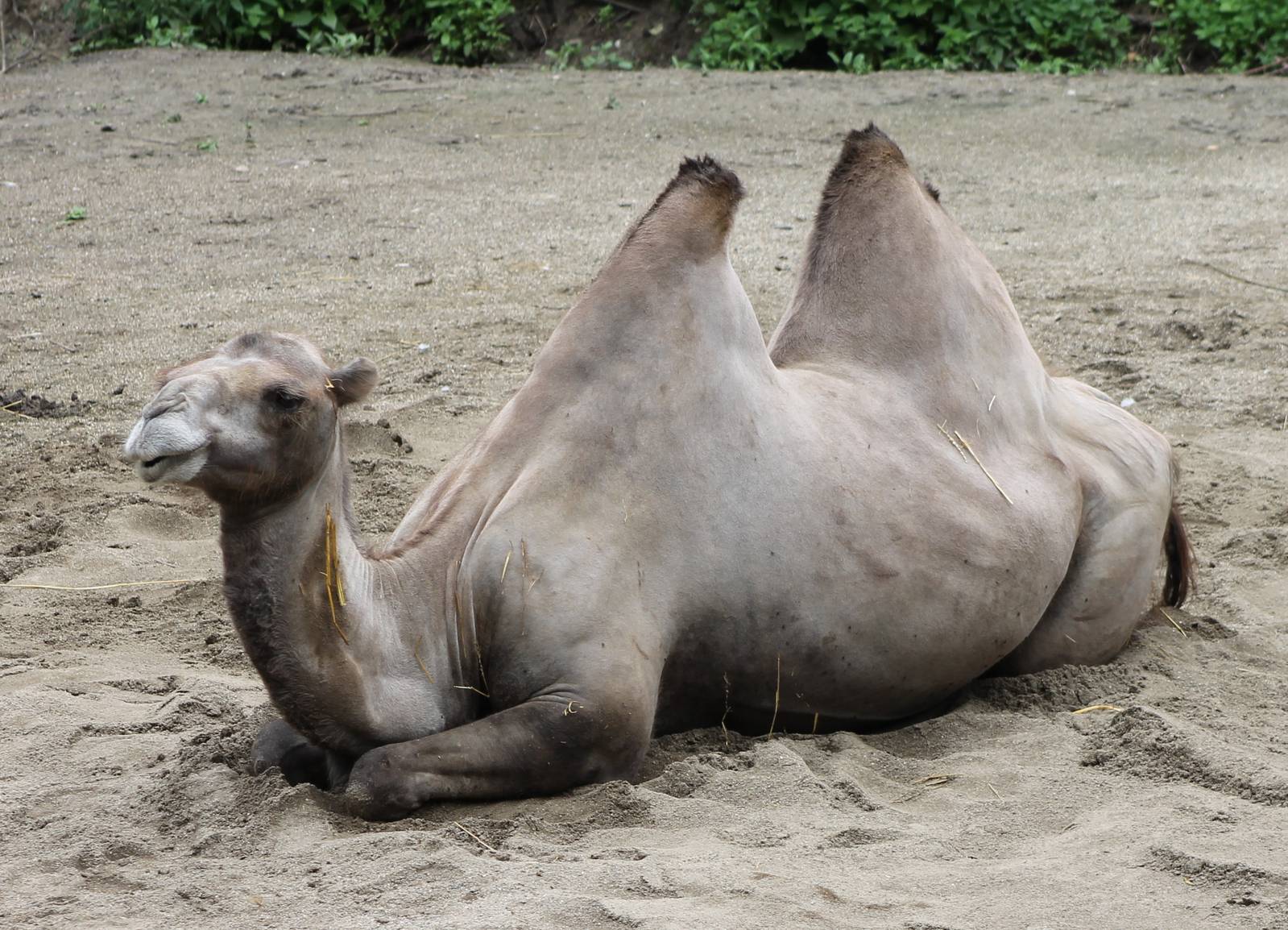 Camel