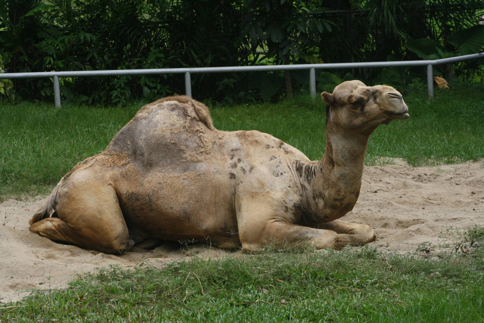 Camel.