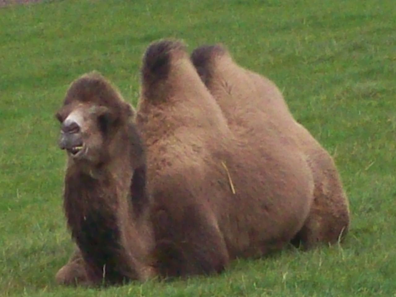 Camel