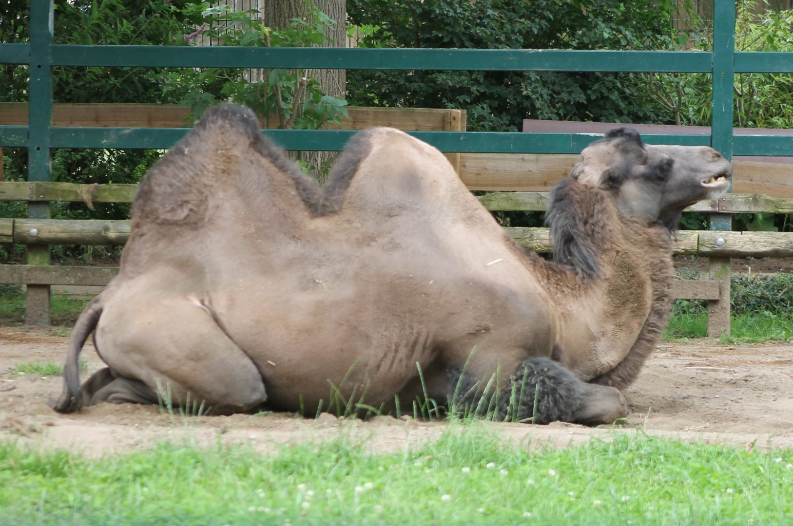 Camel