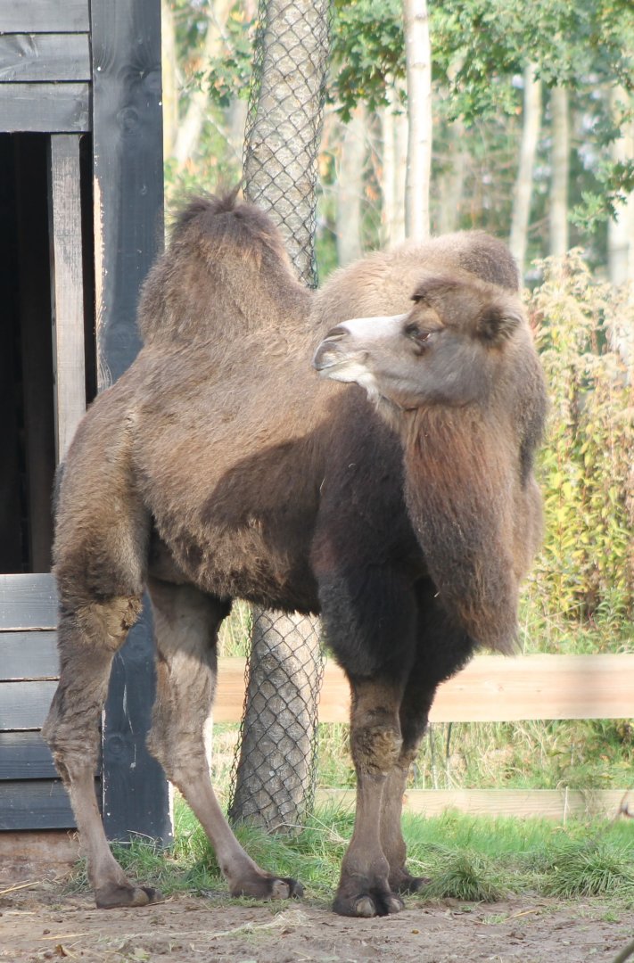 Camel