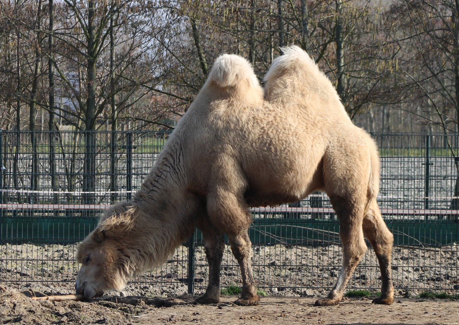 Camel