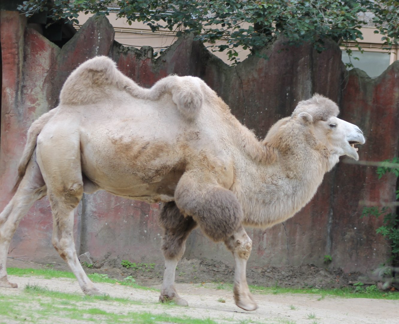 Camel
