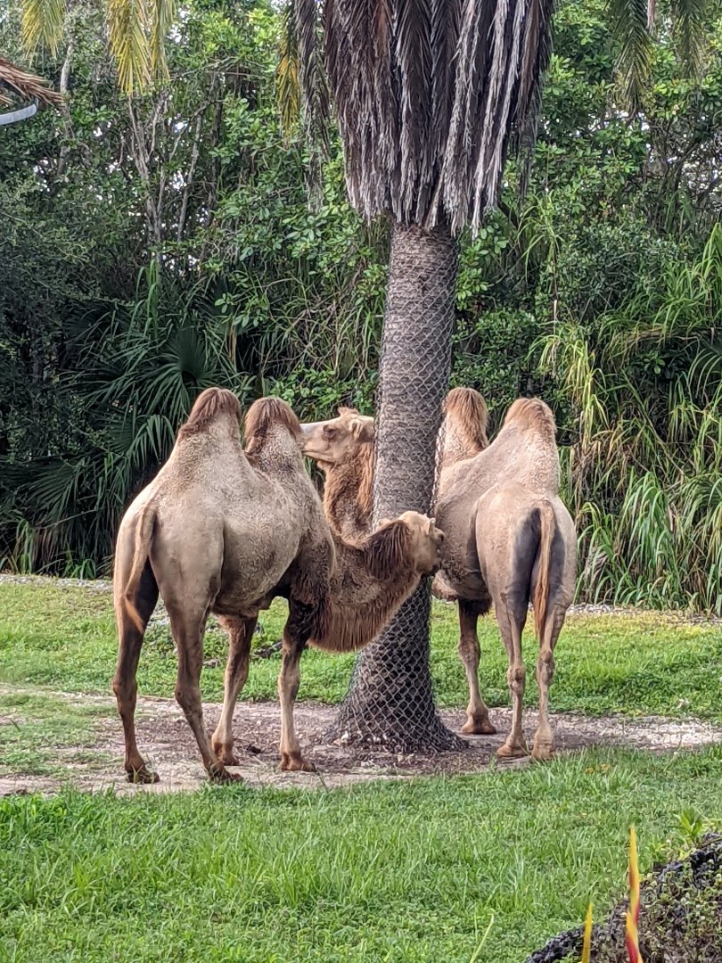 Camel