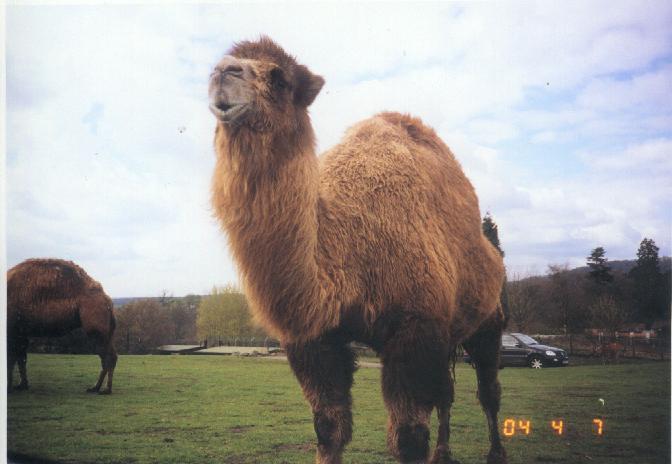 Camel