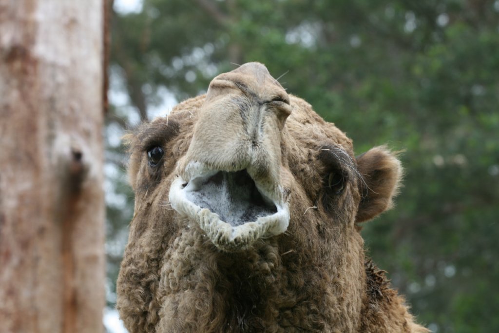 Camel