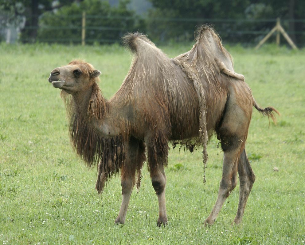Camel