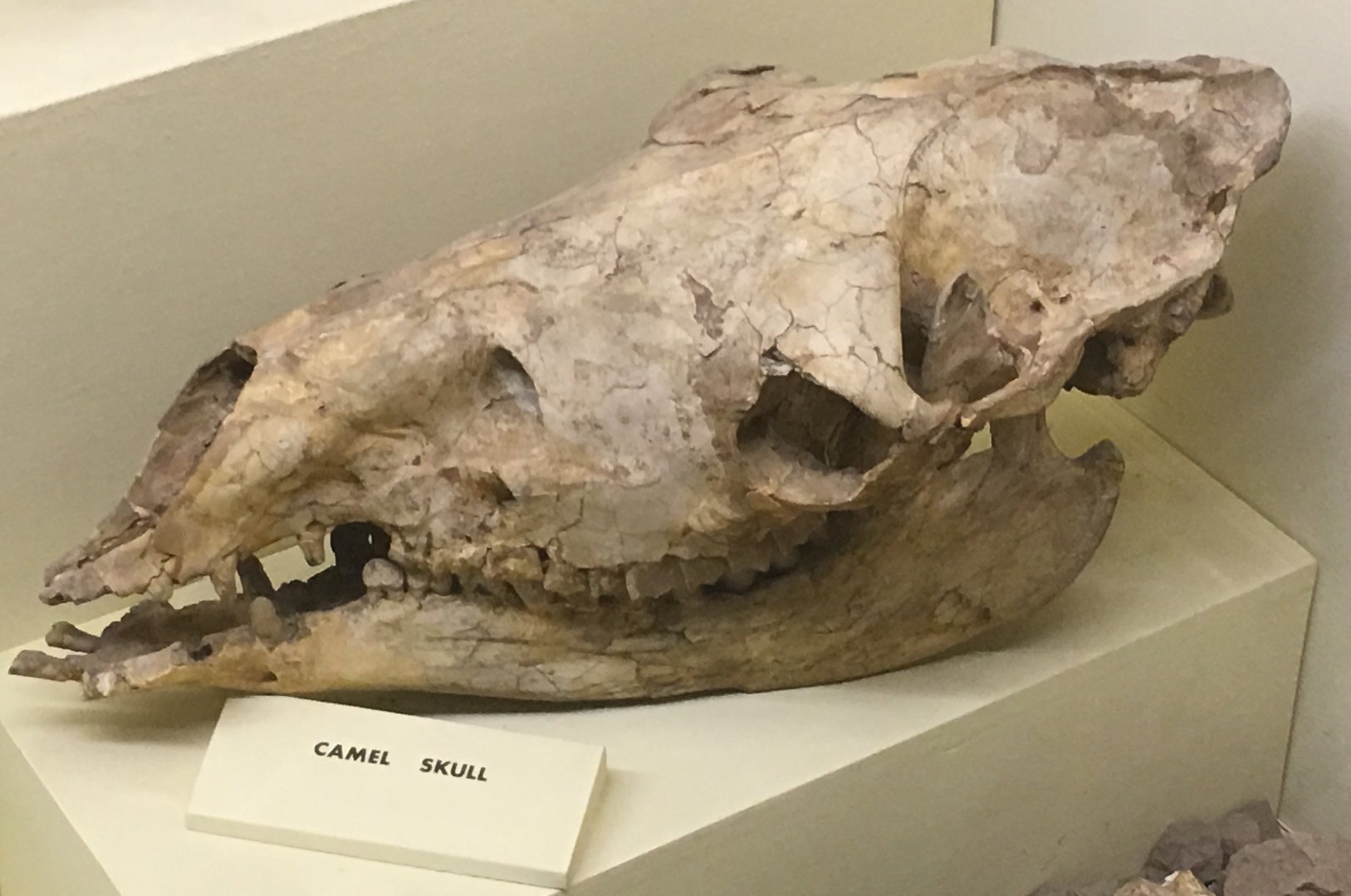 Camelid skull