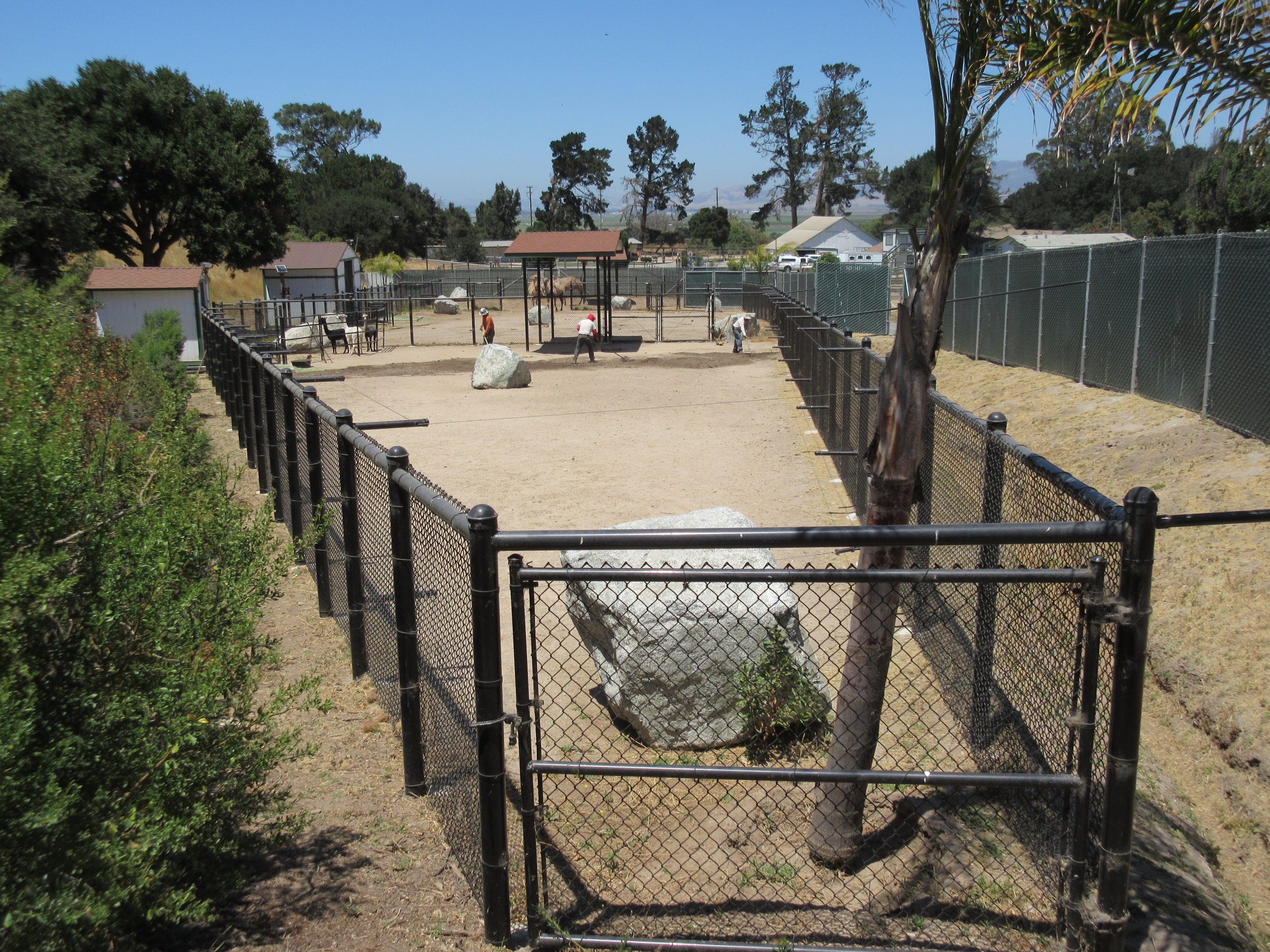 Camelids Exhibits (New in 2016)