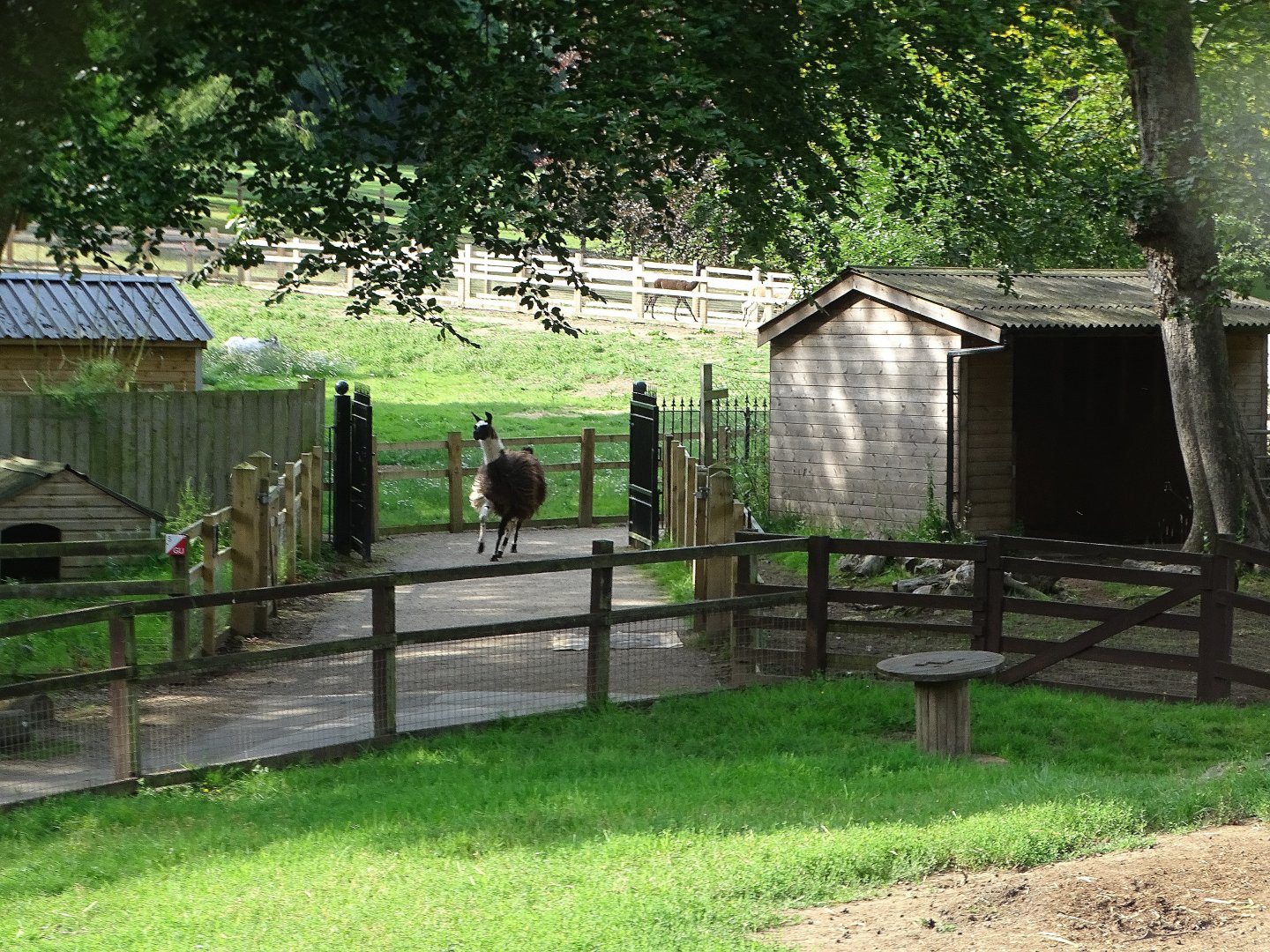 Camelids heading for night quarters, 26th July 2025
