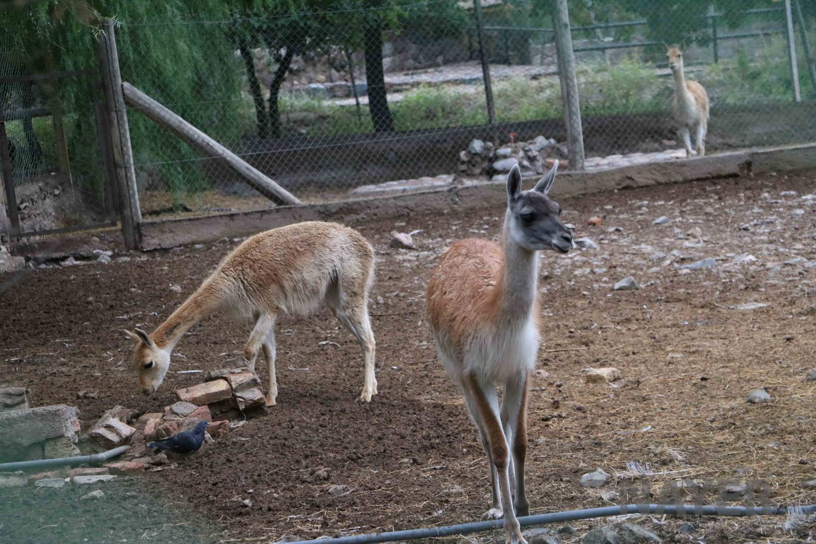 Camelids - Mendoza Zoo, April 2016