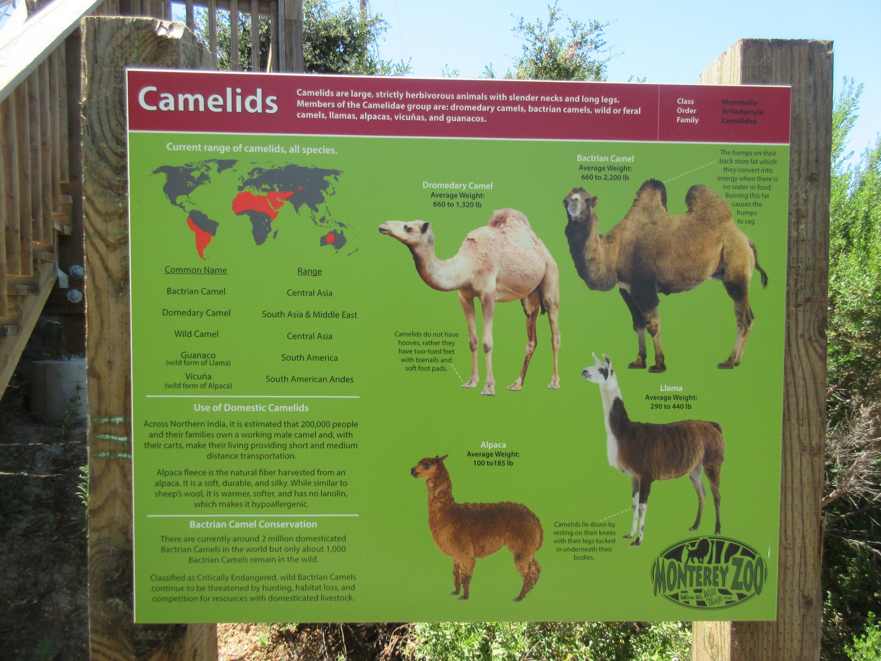 Camelids Sign (New in 2016)