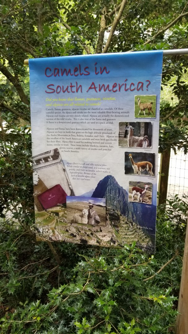 Camelids sign