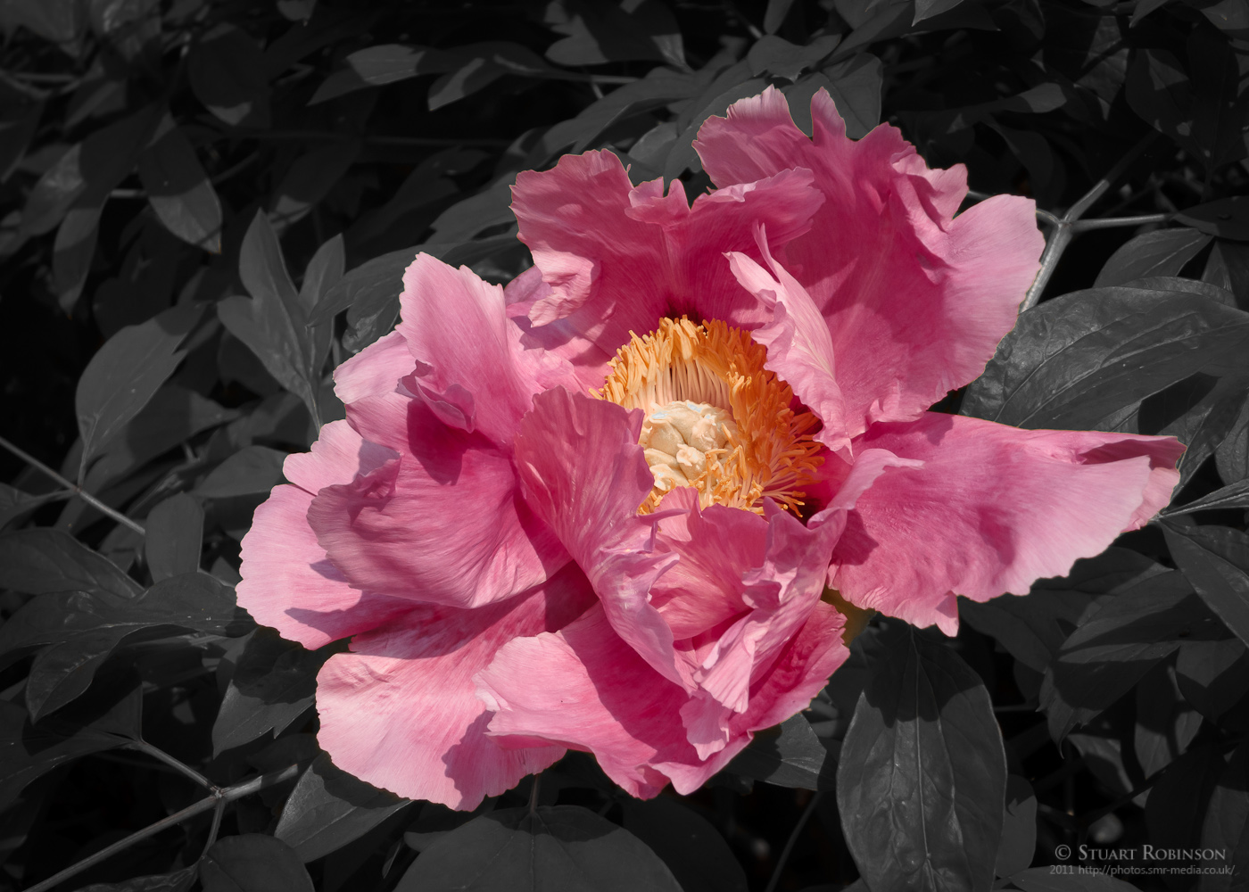 Camellia - 21/04/2011