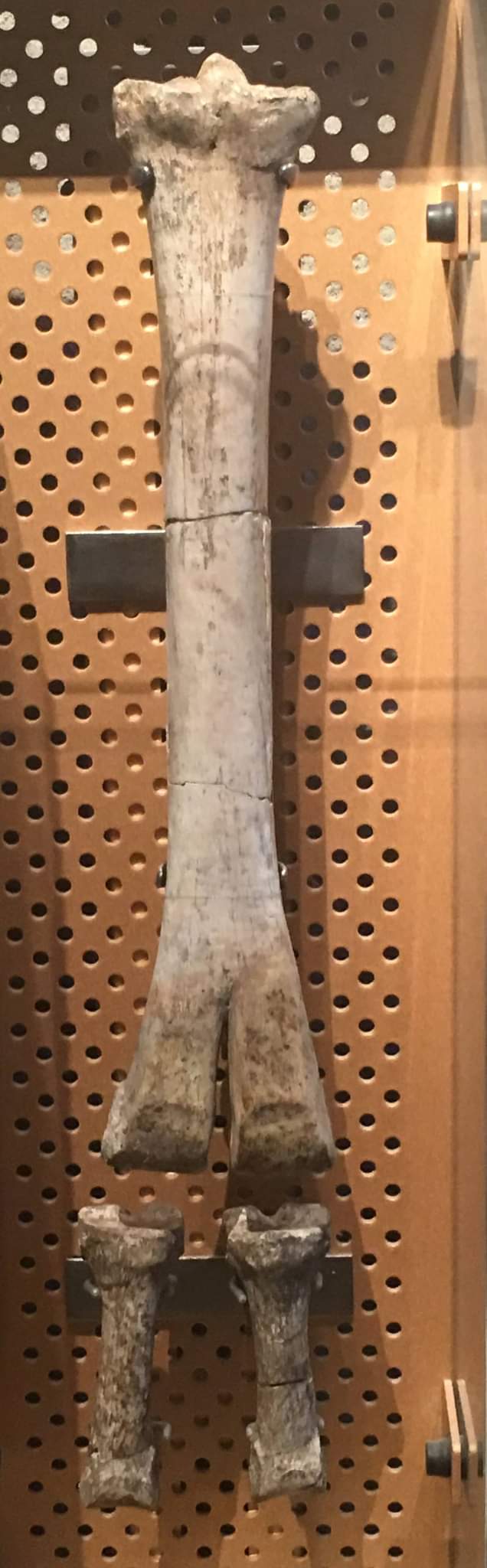 Camelops hesternus forelimb bones