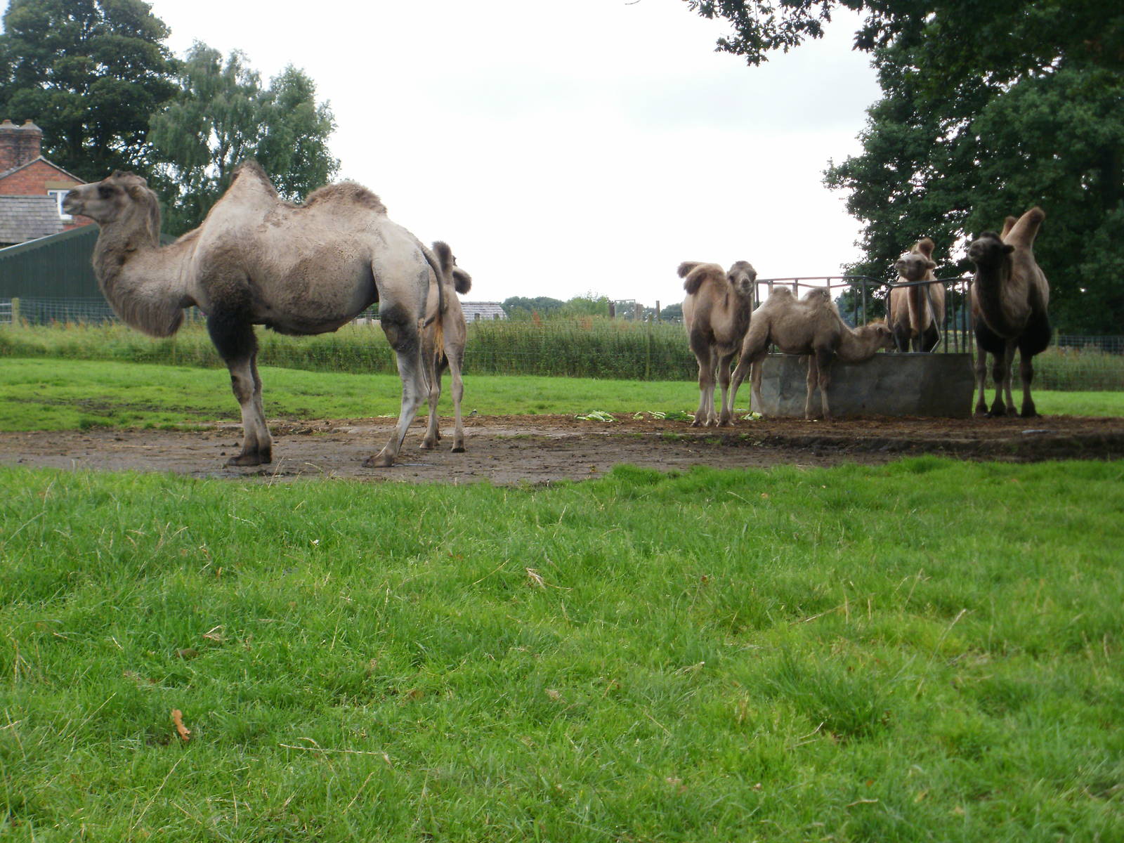 Camels - 07.08.2010