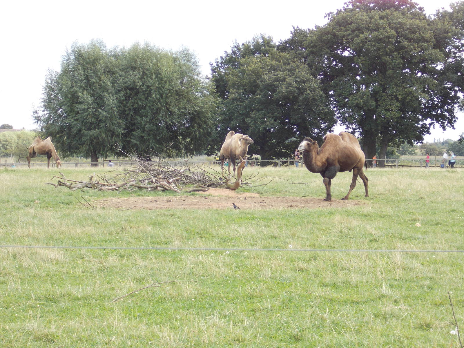Camels - 15.08.2014