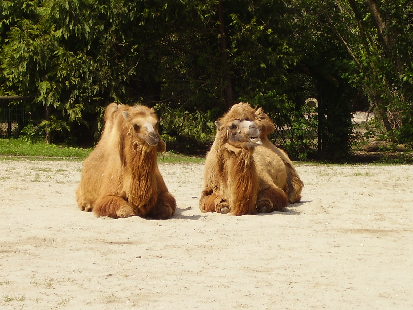 Camels - 2010