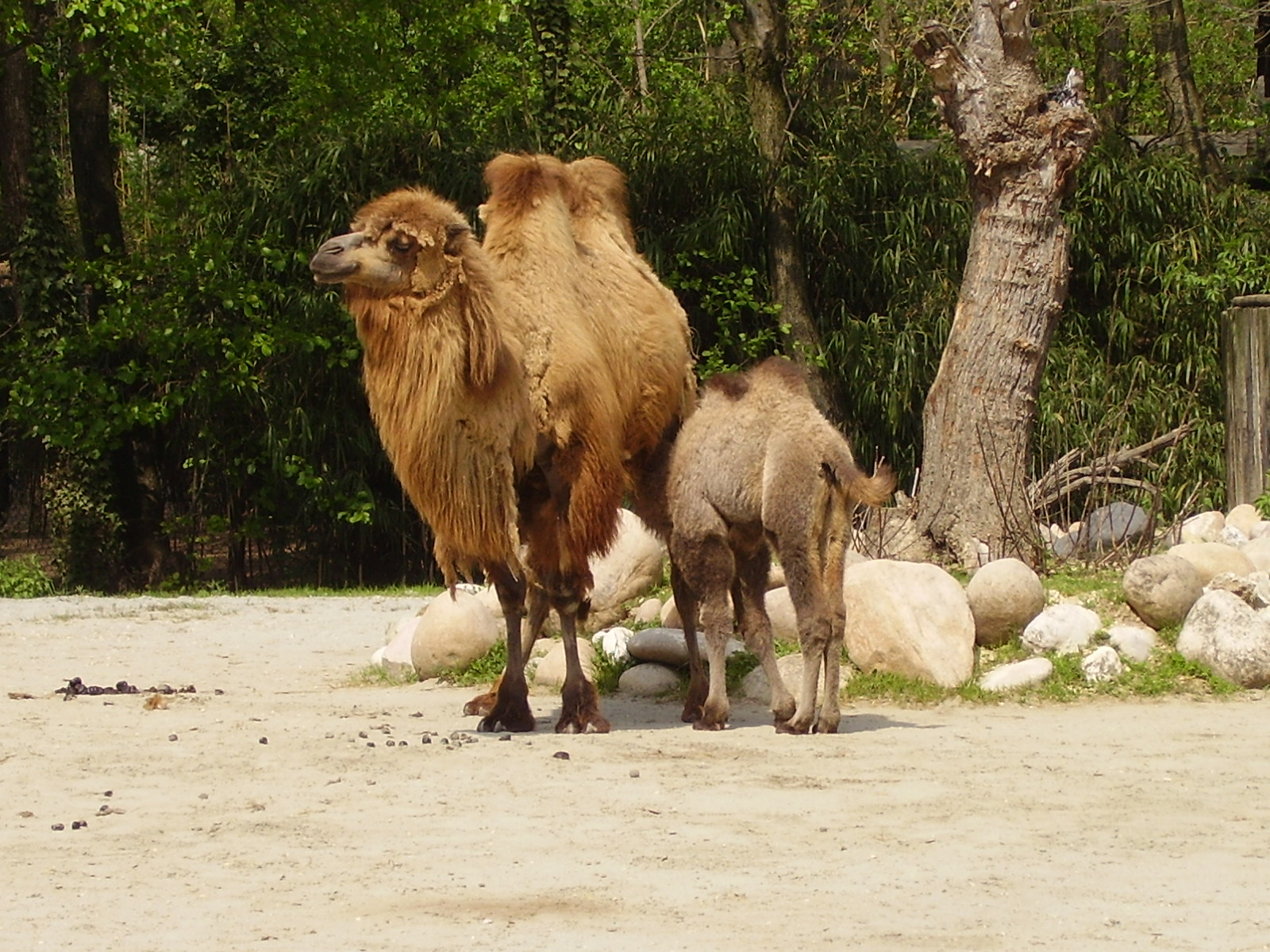 Camels - 2010