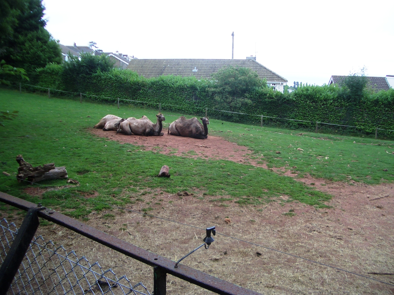 Camels - 27.07.2010