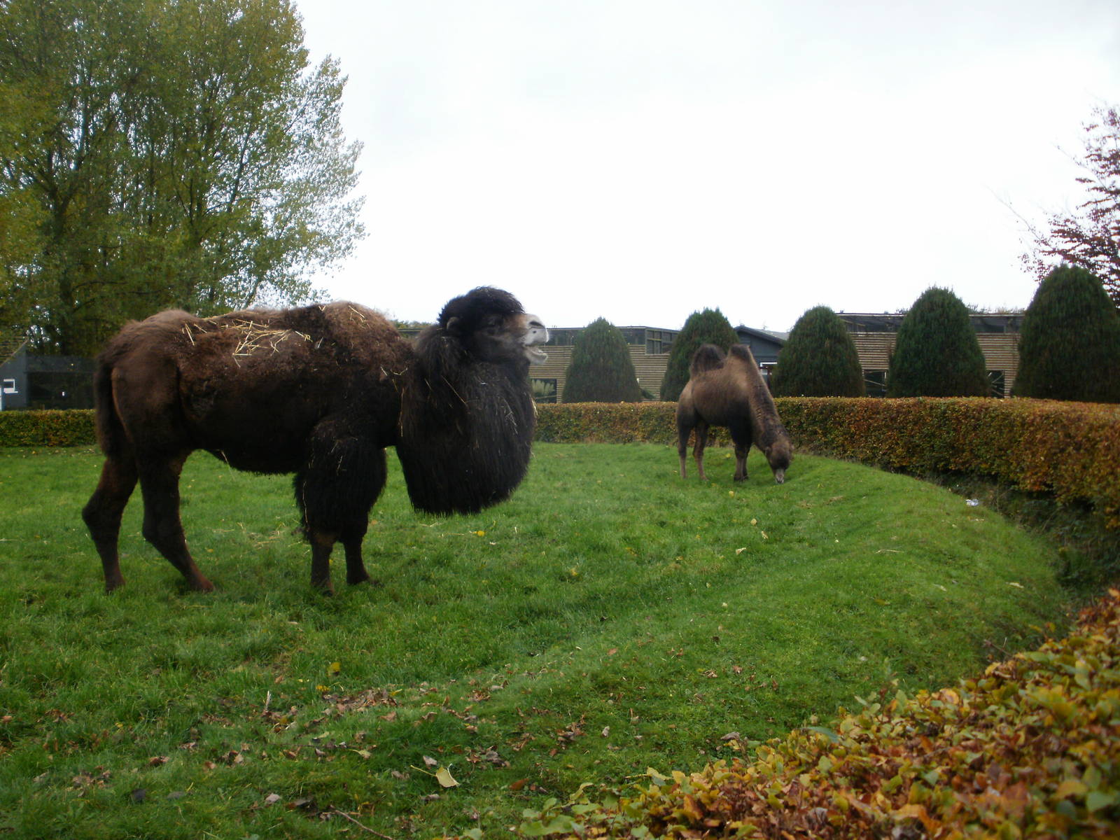 Camels - 28.10.2010