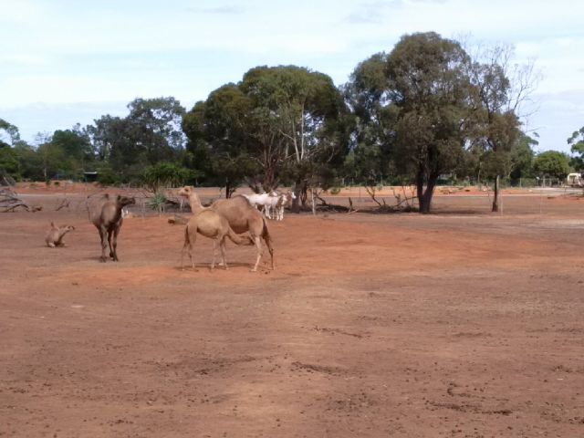 Camels and Oryx