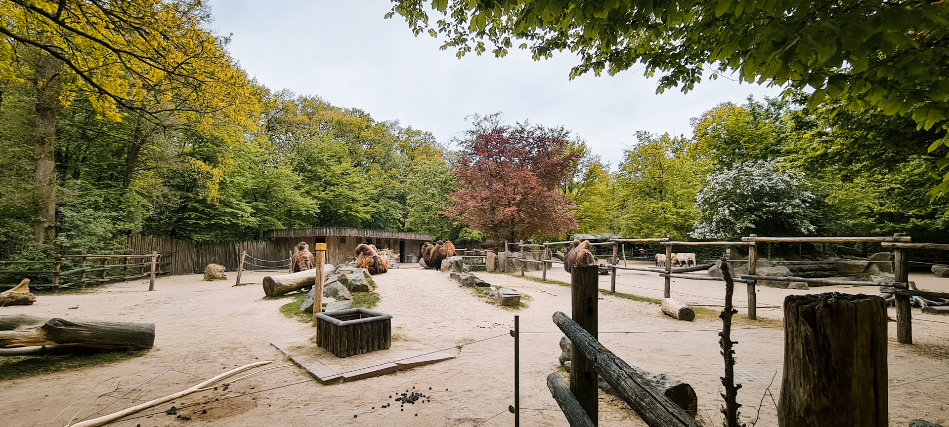 Camels and  przewalski horse in the background