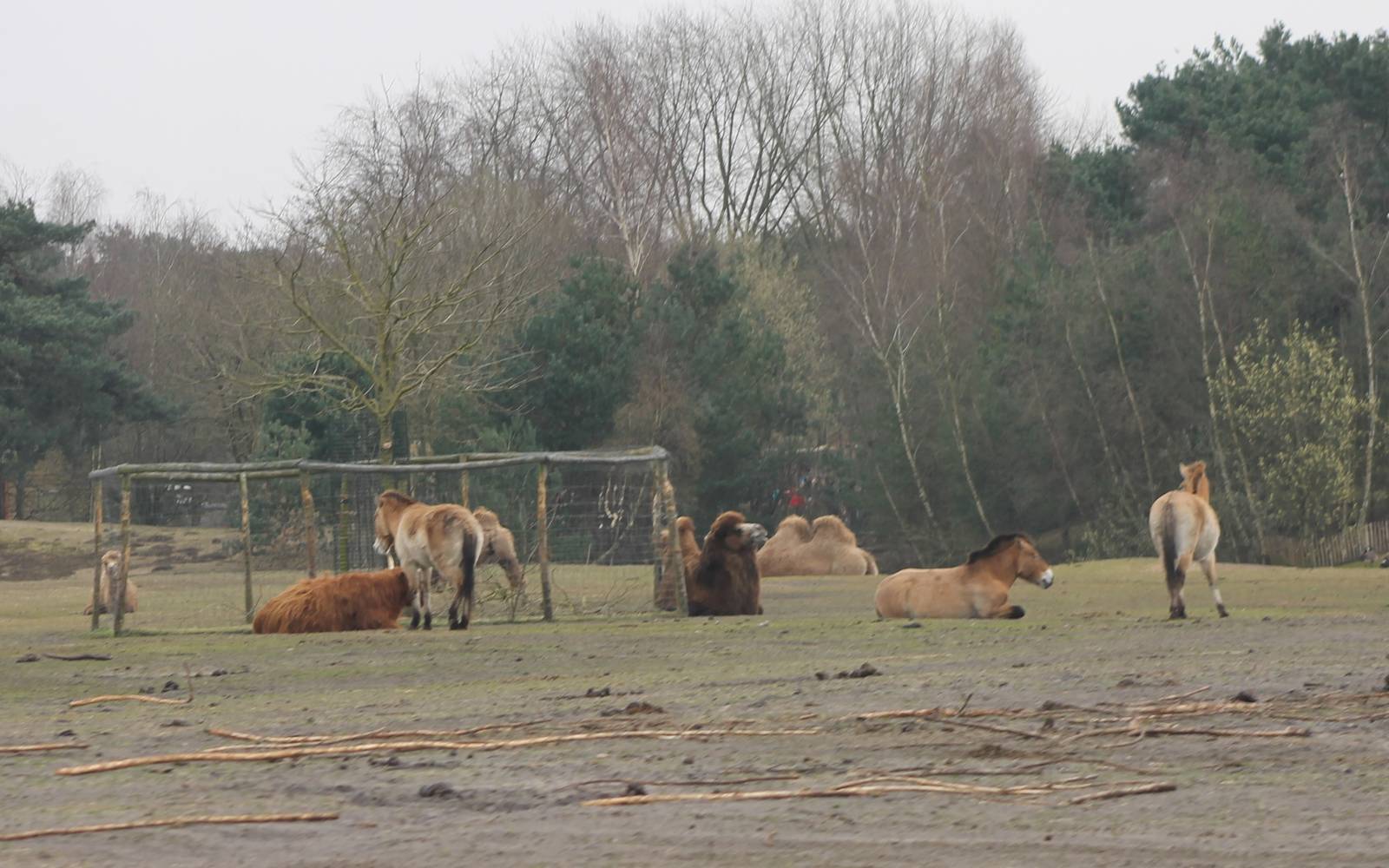 Camels and Przewalski horses