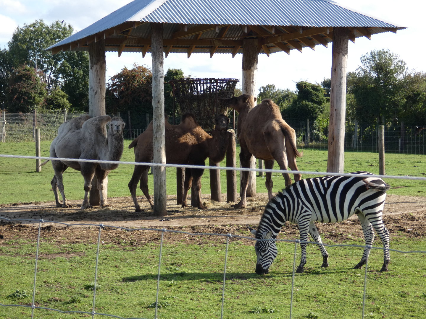 Camels and zebra