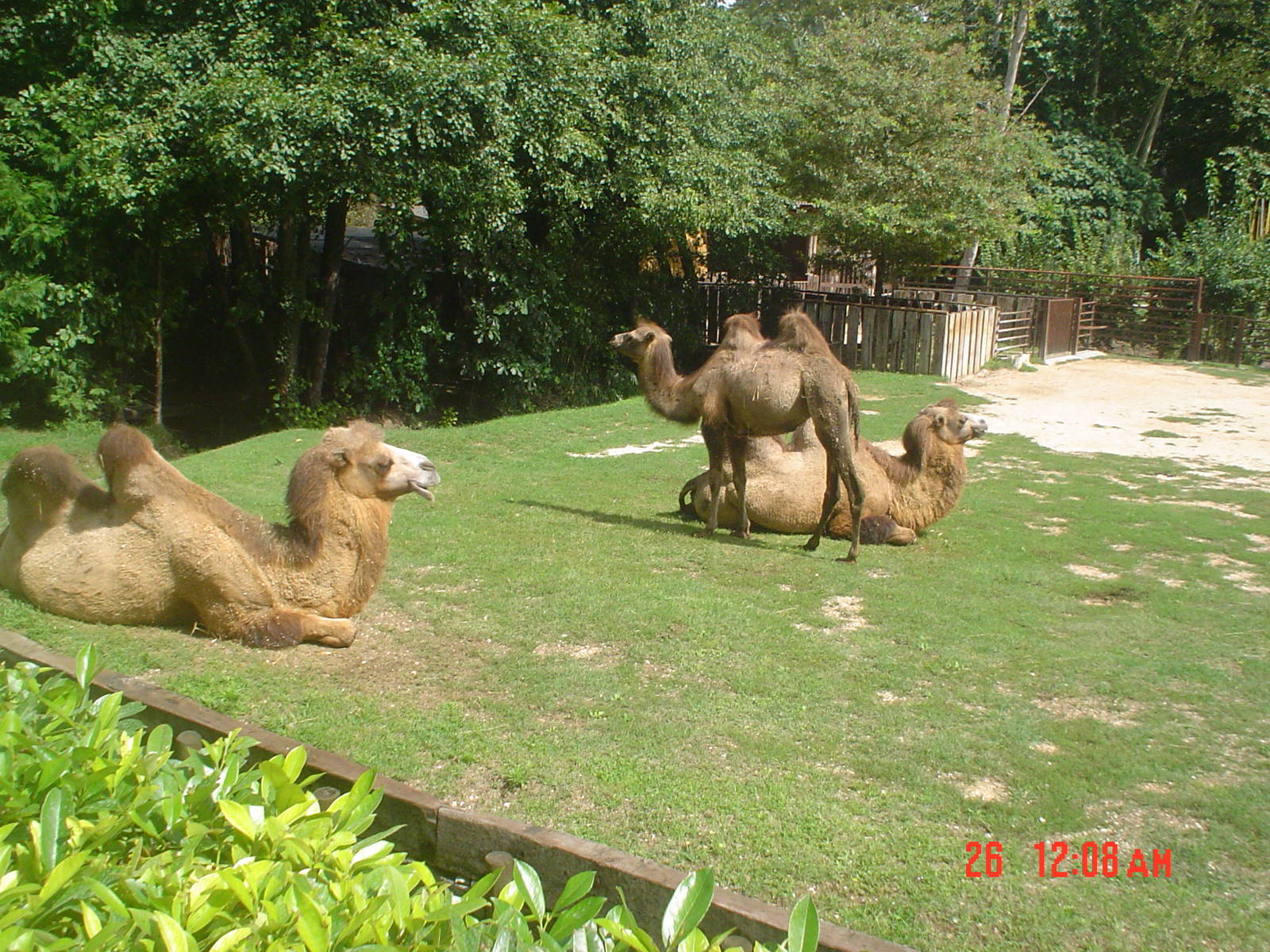 Camels at the Parco Natura Viva Verona