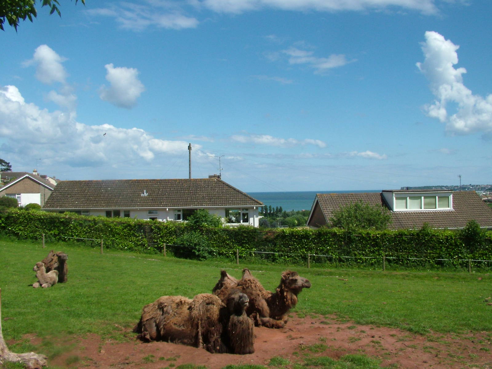 Camels by the sea at Paignton Zoo 2007