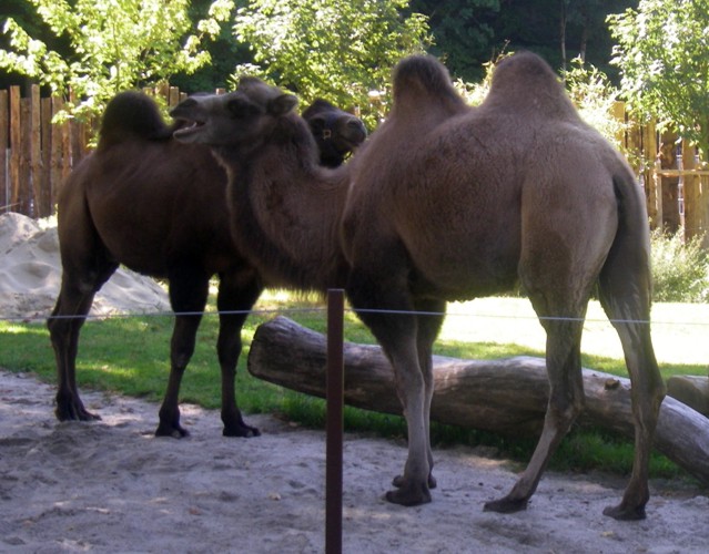 Camels (Camelus bactrianus)