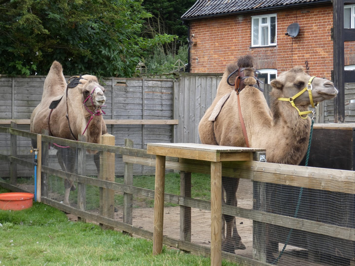 Camels for riding (Camel Park Oasis)