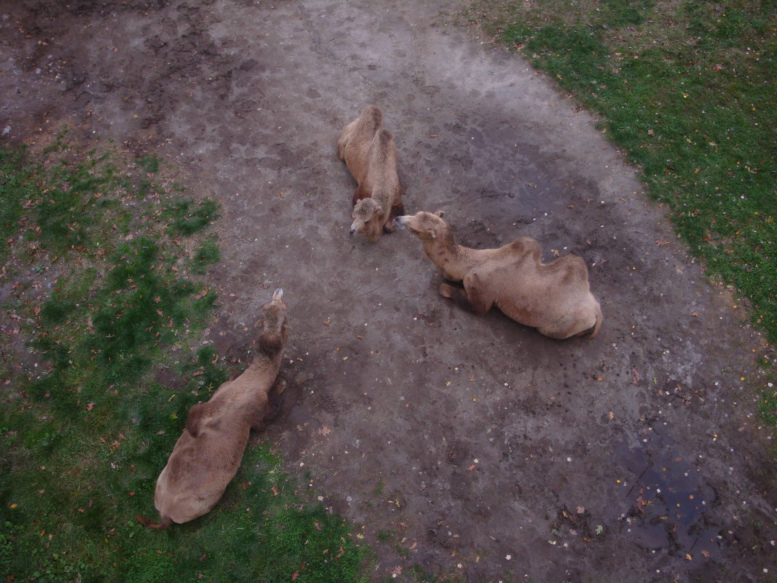 Camels from the Skyride