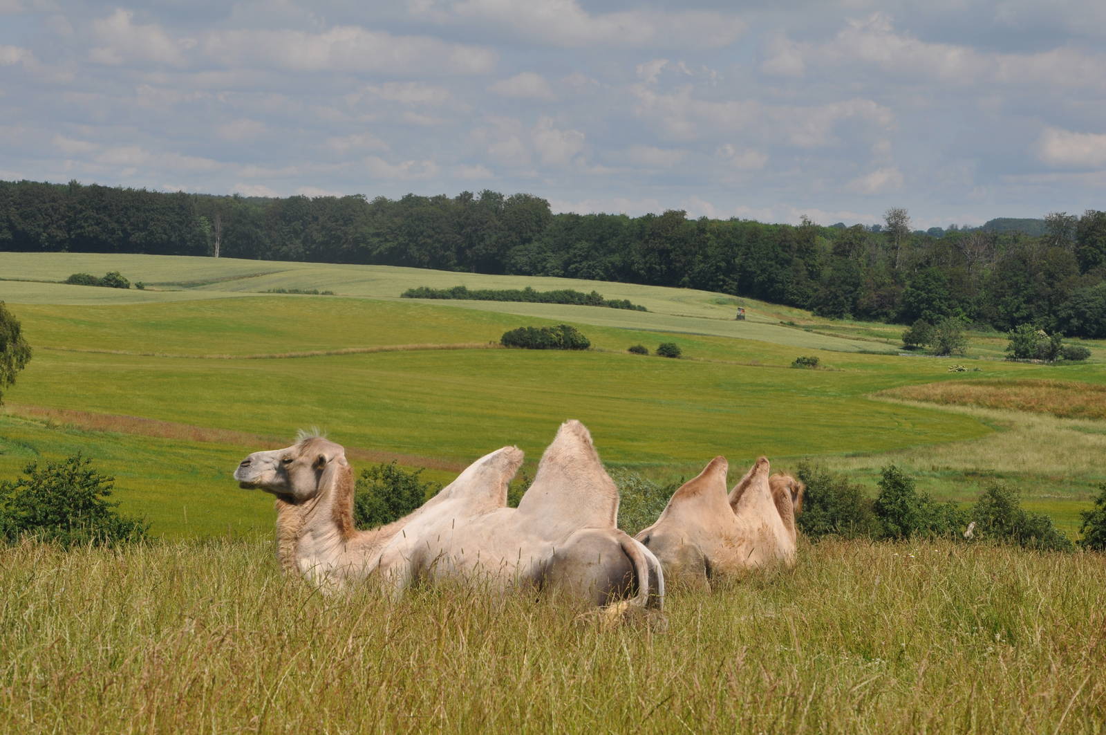 Camels in great enclosure