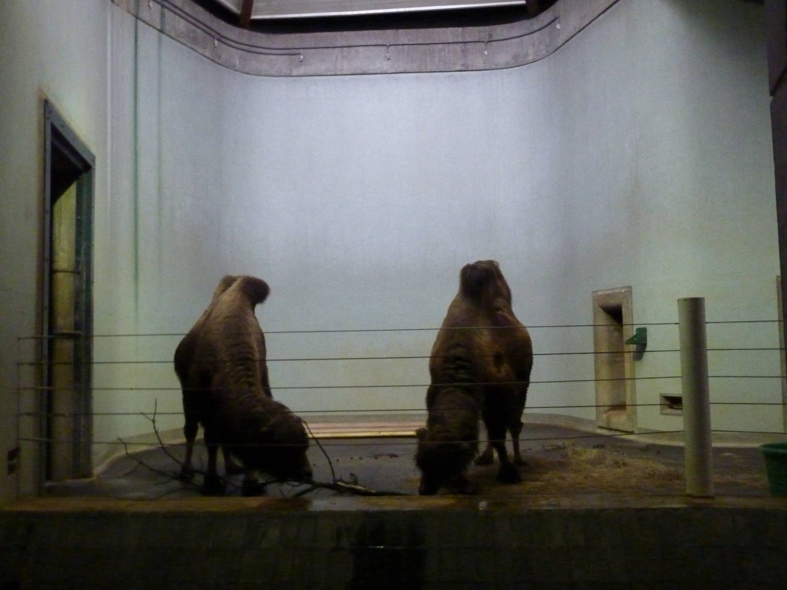 Camels in the Casson