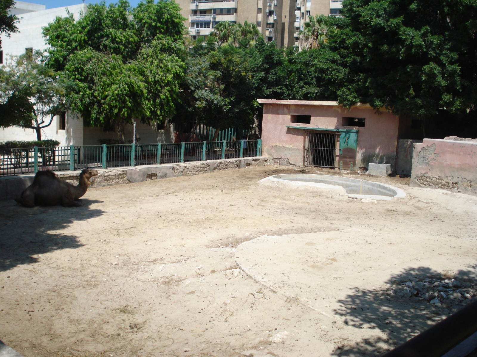 Camels in the old rhino paddock