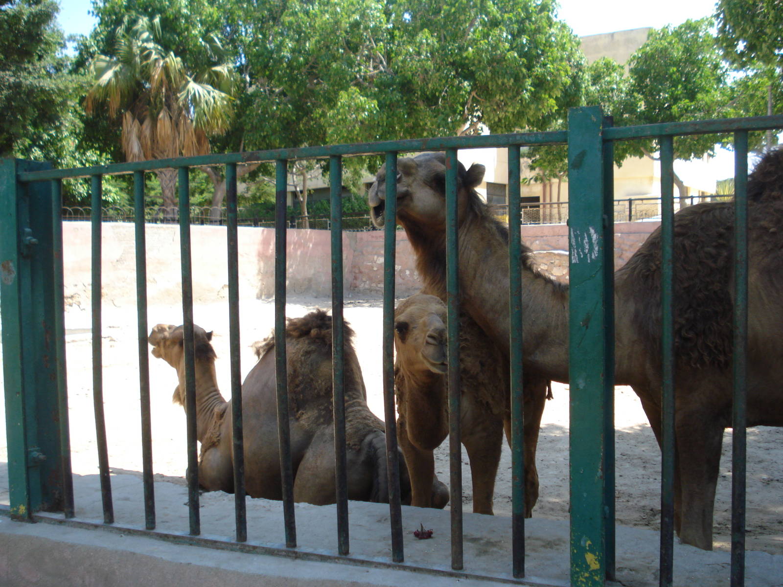 Camels in the old rhino paddock