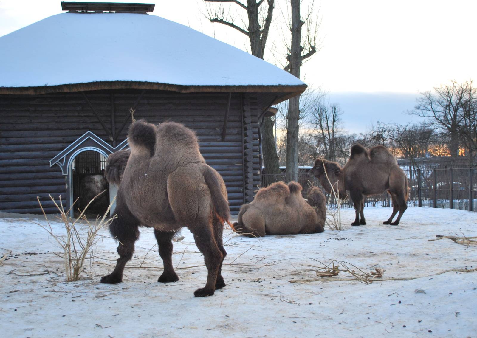 Camels in the snow