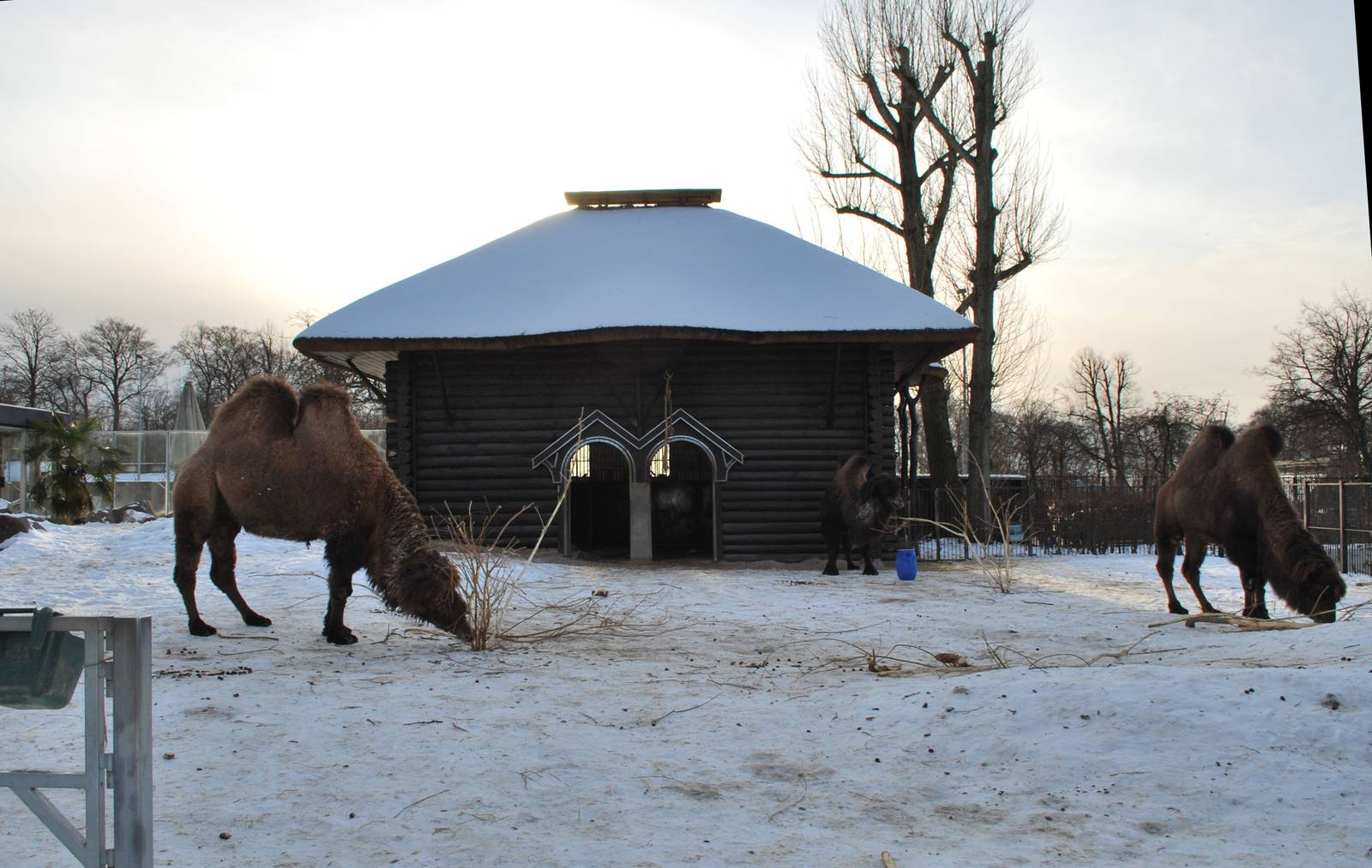 Camels in the snow