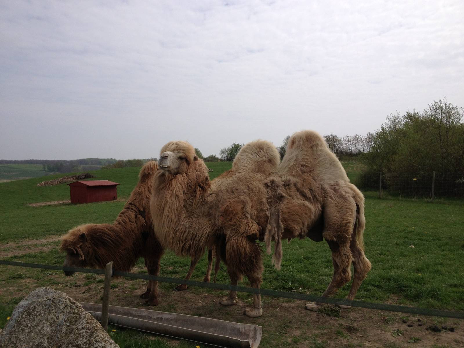 Camels in wonderful enclosure