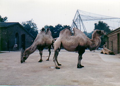 Camels @ London zoo 1987