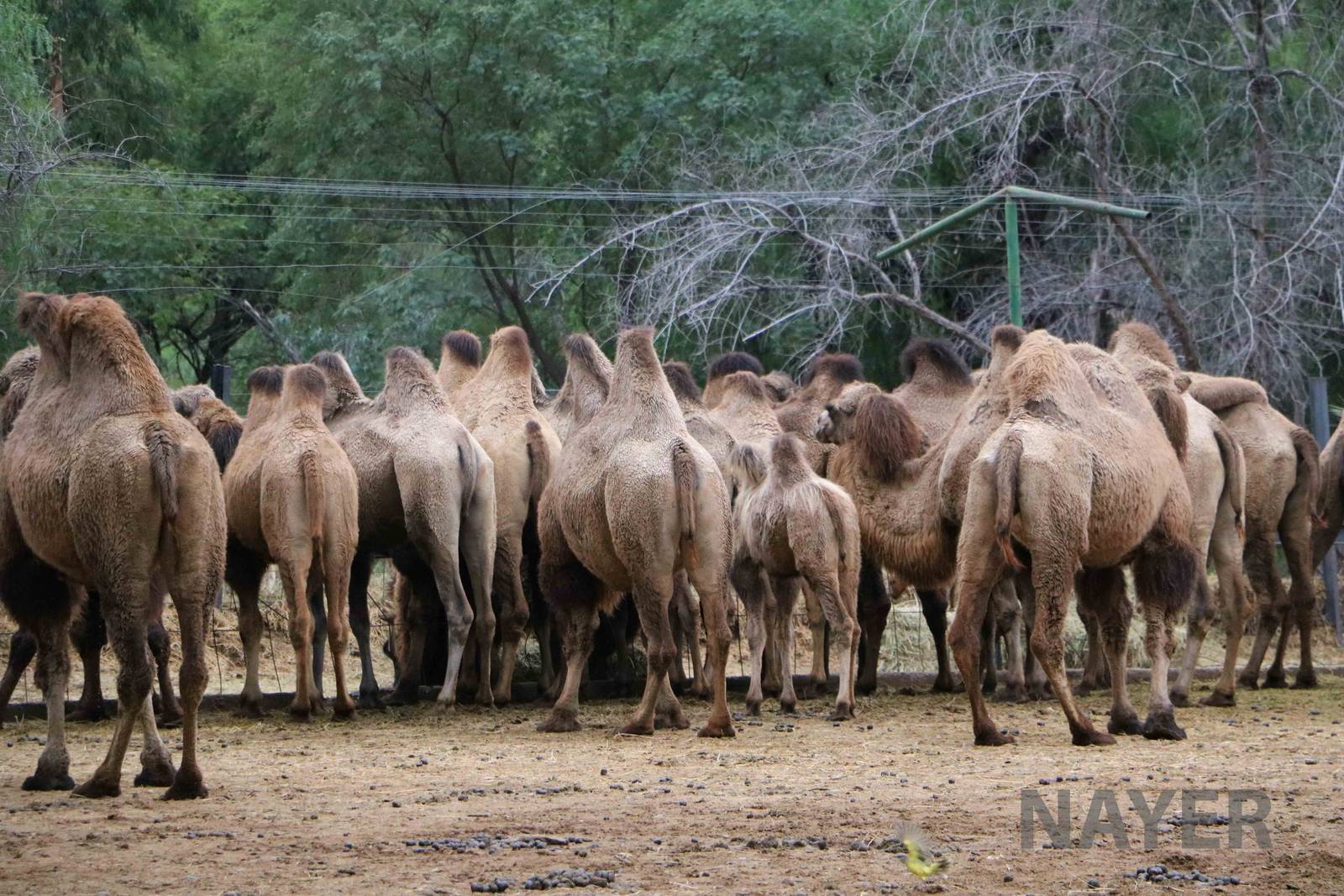 Camels looking for lunch - Mendoza Zoo, April 2016