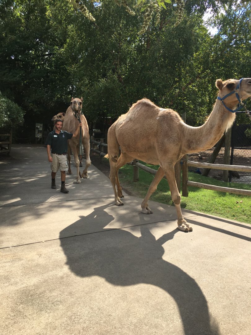 Camels walking back to enclosure.