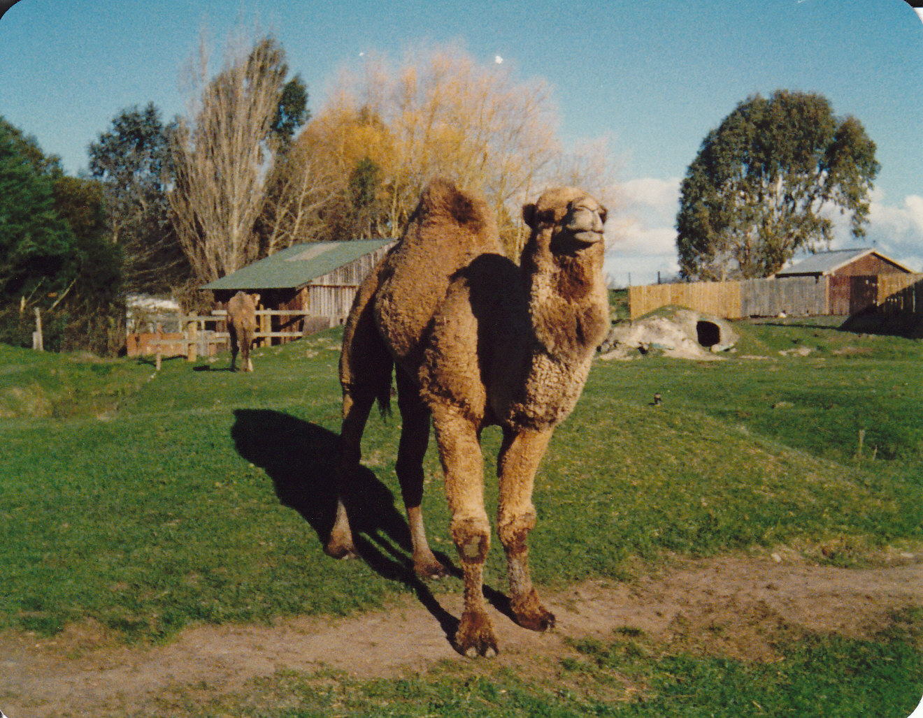 camels