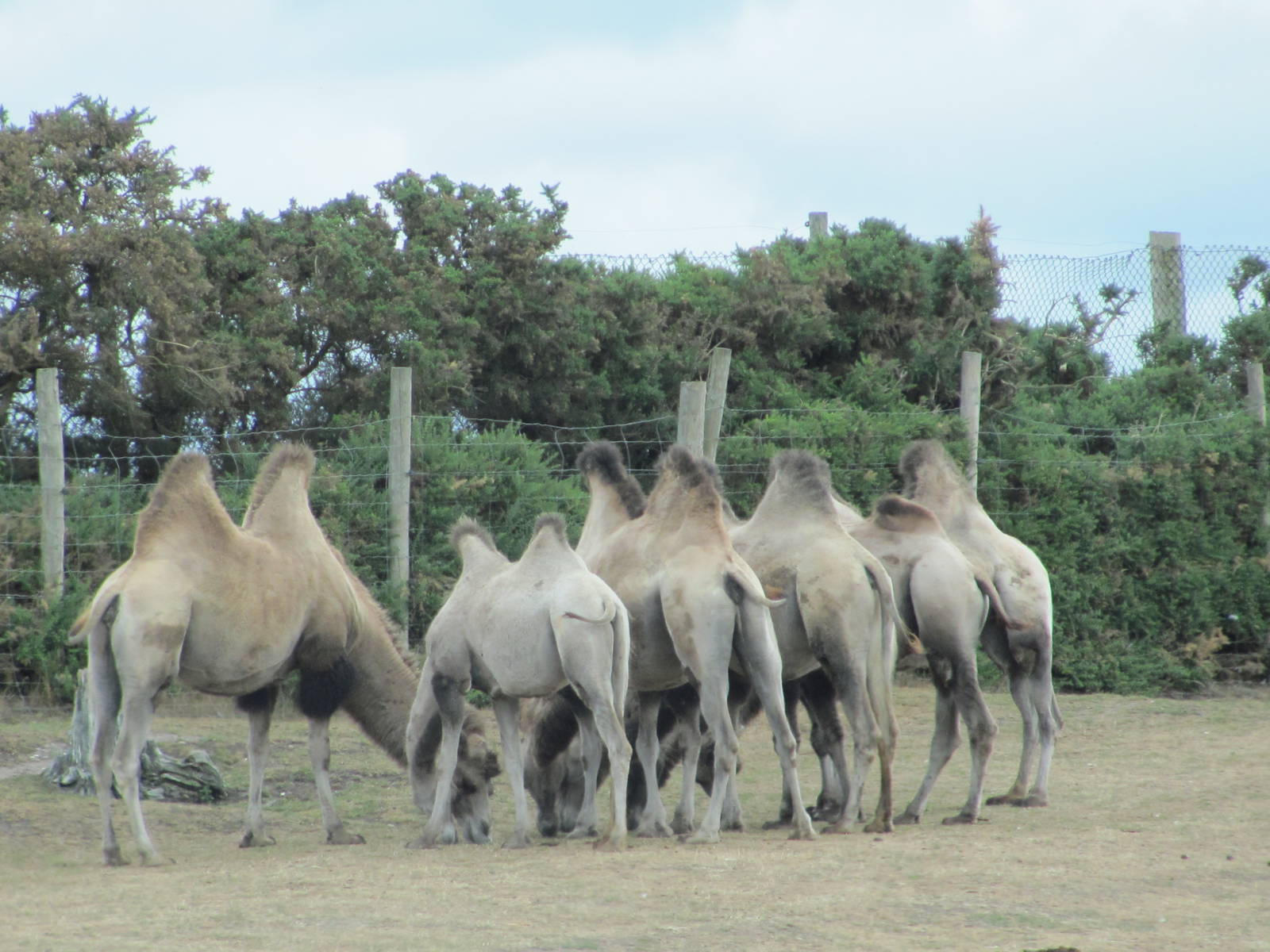 Camels