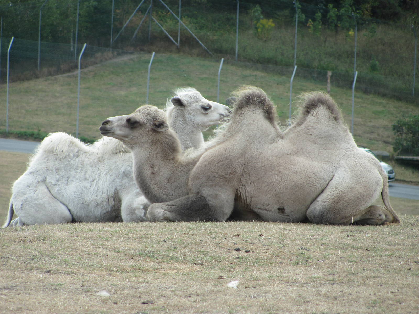 Camels